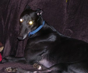 Kez the beautiful black greyhound