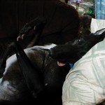 Contray to popular belief, grehounds are not the most energetic of dogs
