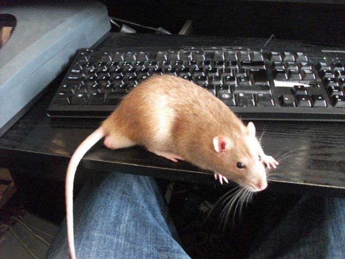 A writer's rat