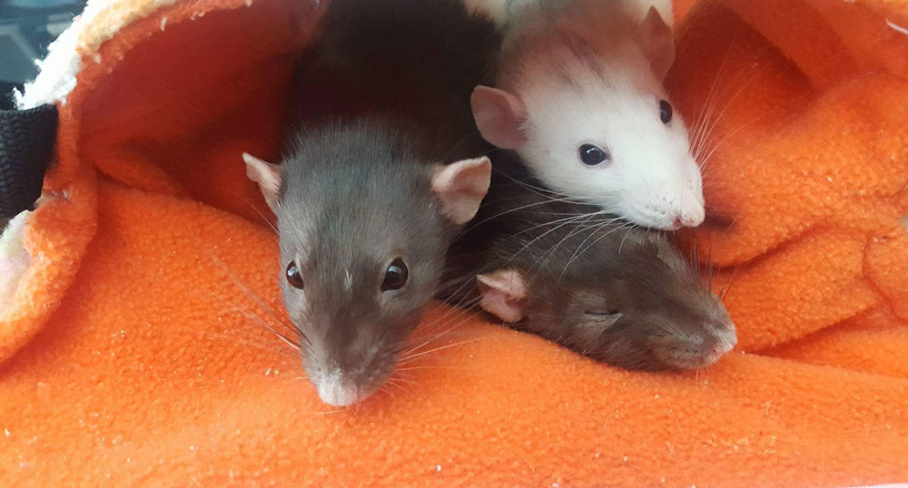 Daria and rats