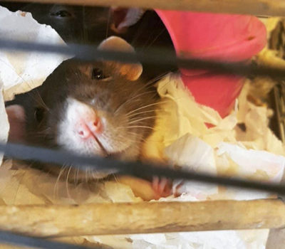 Daria the rat