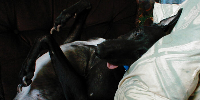 Farewell My Beautiful Black Greyhound