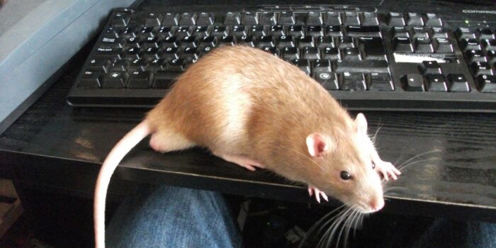 A writer's rat