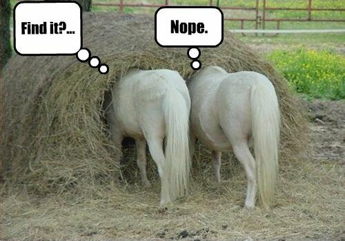 Need in a haystack - blogging