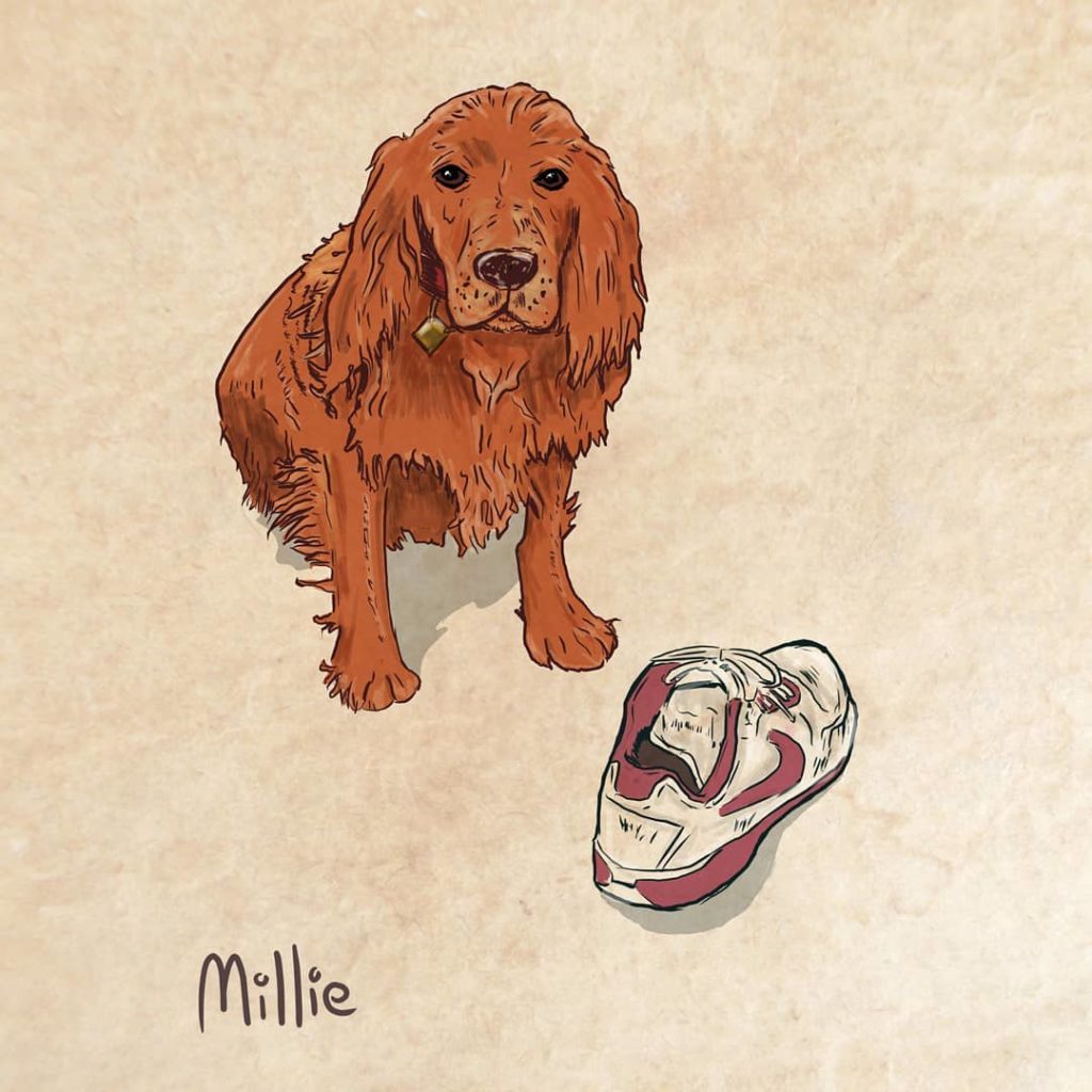 Cocker Spaniel illustration