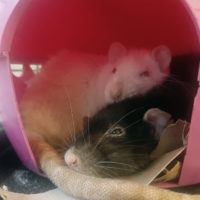 Moosey and Ariana
