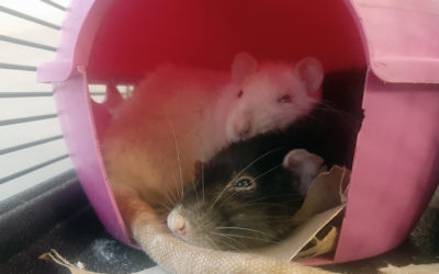 Moosey and Ariana